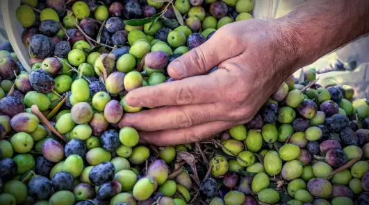 When the olives are ready, we pick them fresh