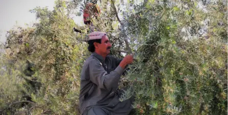 We care olive trees all year