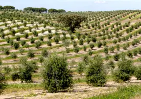 loralai olive trees